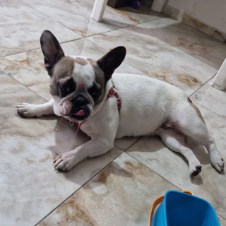 Foto de MOLLY