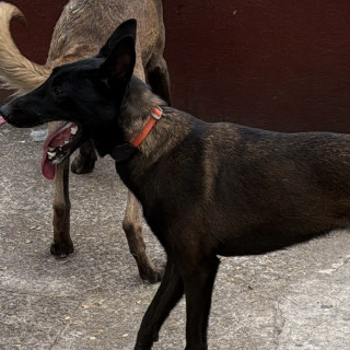CLEO | Raza Pastor Belga Maliniois | Perdida