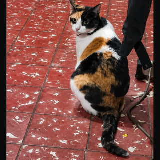 FELINA | Raza Calicó de pelo corto | Perdida