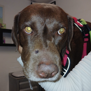 MOKA | Raza Mestiza, cruza de Labrador | Perdida