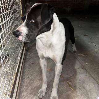  | Raza Mestiz, cruza de American Pitbull Terrier | Encontrado