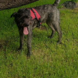BEALY | Raza Mestizo, cruza de Schnauzer | Perdido