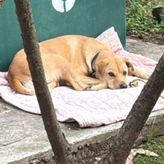  | Raza Mestizo, cruza de Labrador | Encontrado