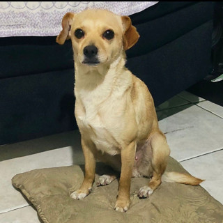 NINA | Raza Mestiza, cruza de Chihuahua | Final Feliz