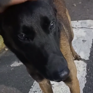  | Raza Pastor Belga Maliniois | Encontrado