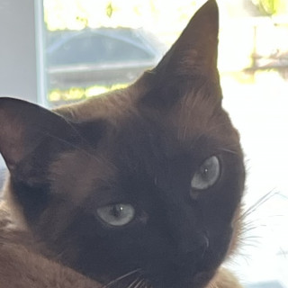 LUZY | Raza Siamés Punto Foca | Perdida