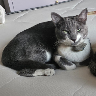 KURUM | Raza Doméstico Américano de Pelo Corto | Final Feliz