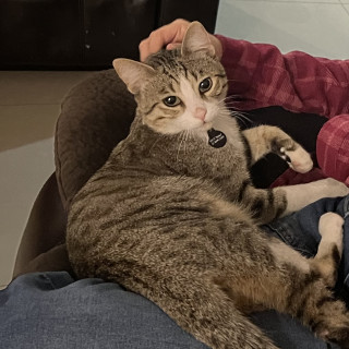 TOMÁS | Raza Doméstico Américano de Pelo Corto | Perdido