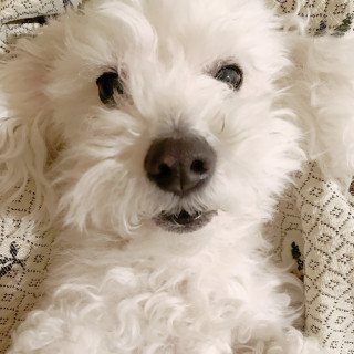 LORENZO | Raza Bichón Frisé | Perdido