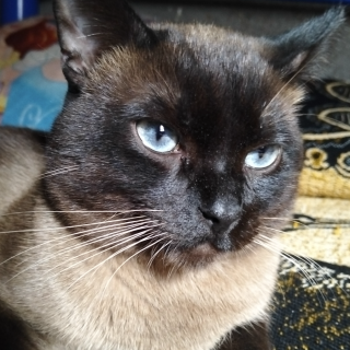 HERSHEY | Raza Siamés Punto Foca | Perdido