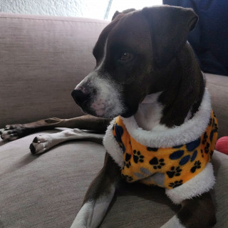  | Raza Mestizo, cruza de American Pitbull Terrier | Encontrado