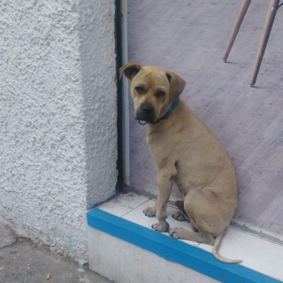 LENCHO | Raza Mestizo,  cruza de American Pitbull Terrier con Labrador | En Adopción
