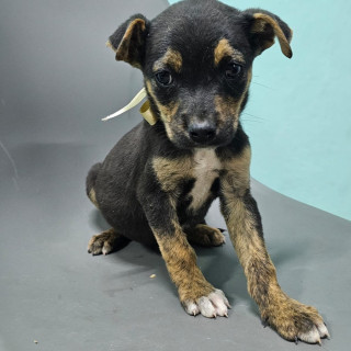 HERMOSO CACHORRO | Raza Mestizo | En Adopción