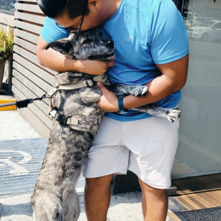 BAYLI | Raza Ganadero Australiano Blue Heeler  | Final Feliz