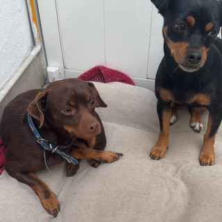  | Raza Mestizo, cruza de Chihuahua con Pinscher Miniatura | Encontrado