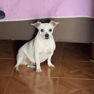 Foto de PINKY