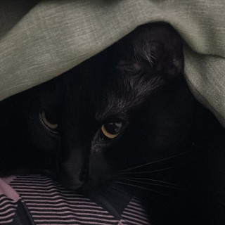 MILA | Raza Bombay | Perdida