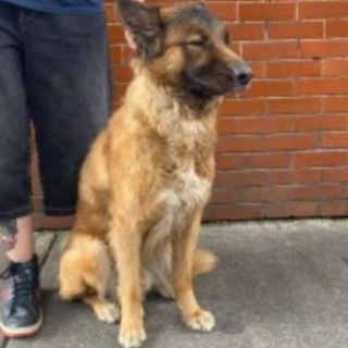 | Raza Mestizo,  cruza de Pastor Belga Malinois | Encontrado