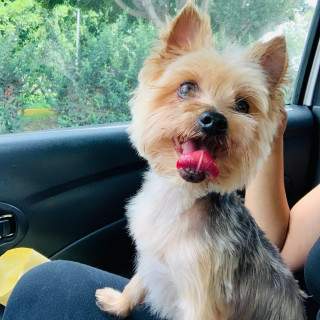 MAX | Raza Yorkshire Terrier (Yorkie) | Perdido