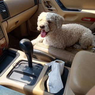 ESTRELLA | Raza French Poodle o Caniche | Perdida
