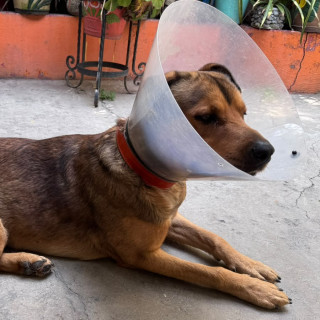 Foto de FLACO