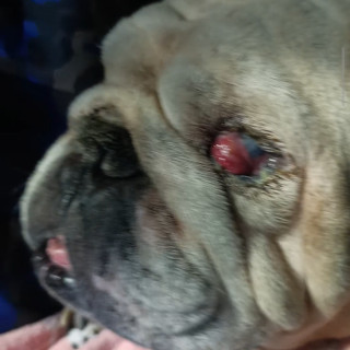  | Raza Bulldog Inglés  | Encontrado