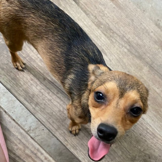 SIDKA | Raza Mestizo | Perdido