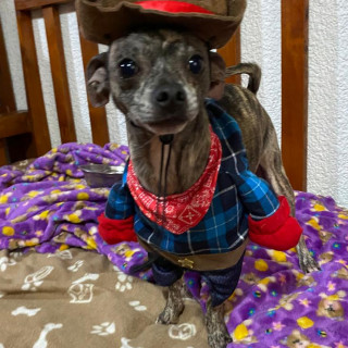 BACACHO | Raza Chihuahua | Perdido