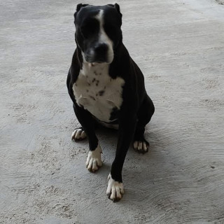 ARY | Raza American Pitbull Terrier | Perdida