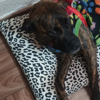 Foto de HERMOSA PELUDITA