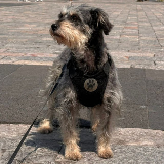 NENA | Raza Mestiza, cruza de Schnauzer | Perdida