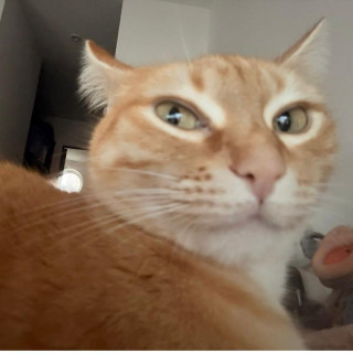 NALA | Raza Doméstico Américano de Pelo Corto | Perdida