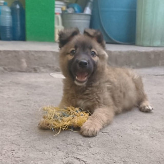 YUKI | Raza Mestiza,  cruza de Pastor Belga | En Adopción