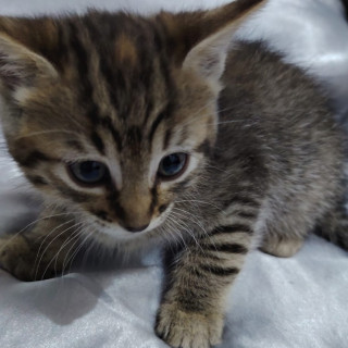 Foto de HERMOSA GATITA