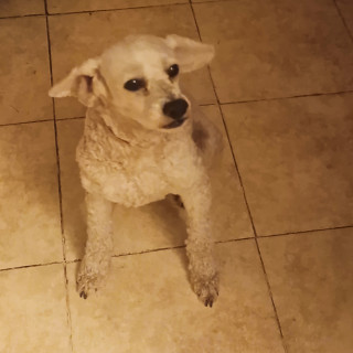 CURLY | Raza French Poodle o Caniche | Perdido