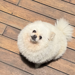 MÍA | Raza Pomerania | Final Feliz