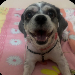MANCHAS | Raza Shih Tzu  | Perdido