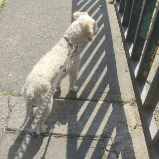  | Raza Mestizo, cruza de French Poodle con Maltés, Maltipoo | Encontrado