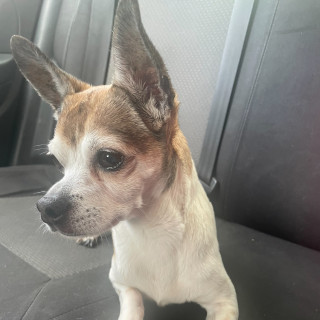 EDGAR O MOKY | Raza Chihuahua | Perdido