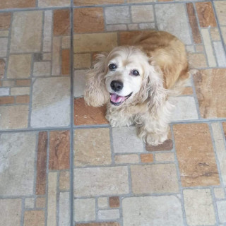 KEISA | Raza Cocker Spaniel | Perdida