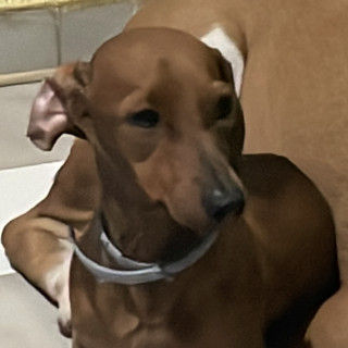 RITA | Raza Dachshund o Salchicha  | Perdida
