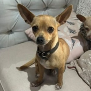 LALITA | Raza Chihuahua | Perdida