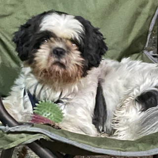 CANELO | Raza Shih Tzu  | Final Feliz