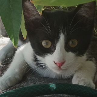 Foto de LATTE