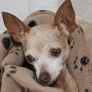 ARI | Raza Chihuahua | Perdida