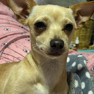 HONEY | Raza Chihuahua | Perdida