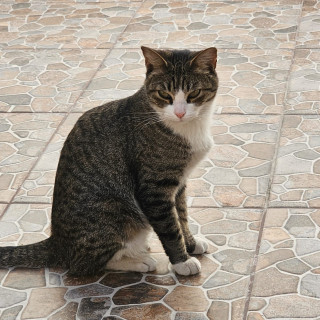 BEBÉ | Raza Doméstico Américano de Pelo Corto | Perdido