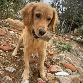 SIMBA | Raza Golden Retriever  | Final Feliz