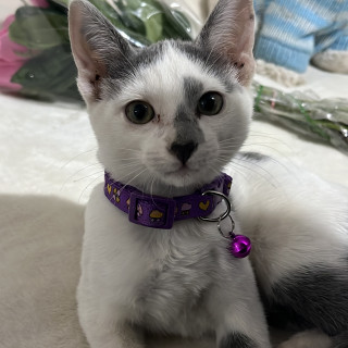 Foto de NALA O PICHIRULA