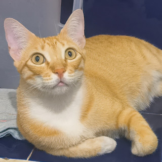 Foto de RAGNAR